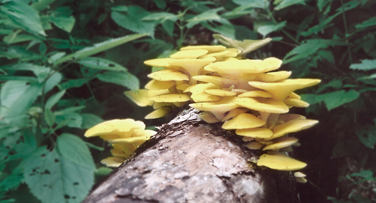 自生するたもぎ茸