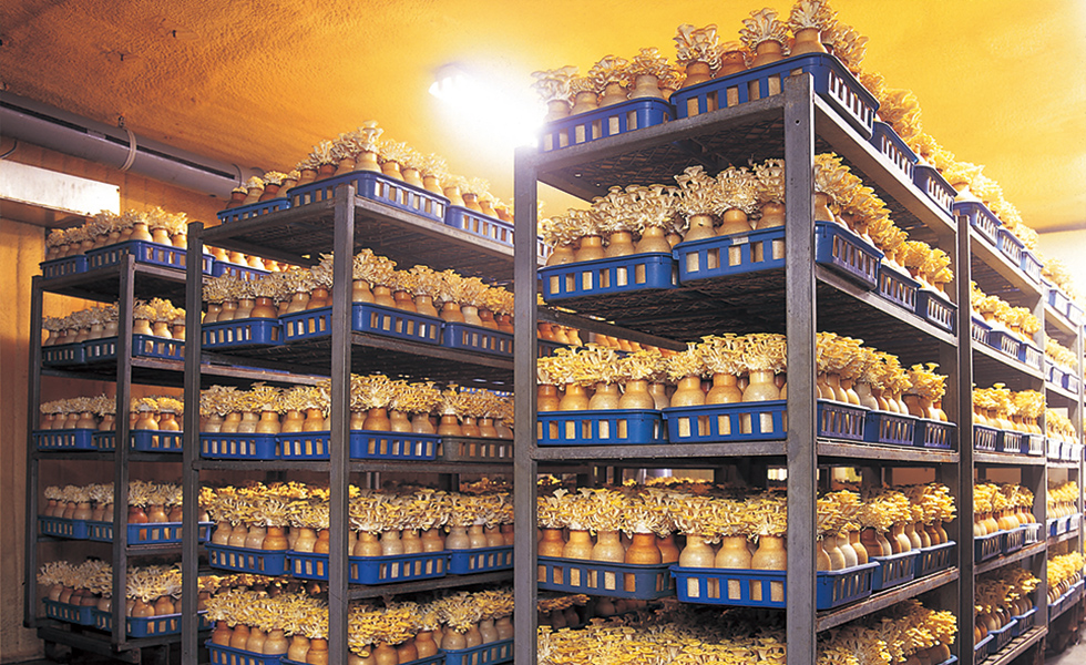 たもぎ茸の栽培